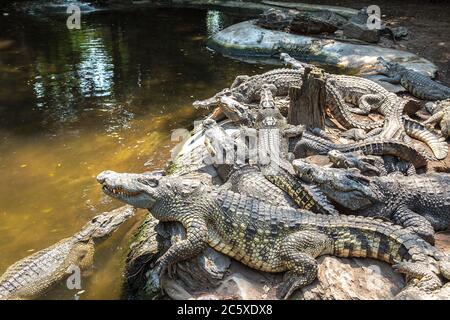 Krokodile im Safari World Zoo in Bangkok an einem Sommertag Stockfoto