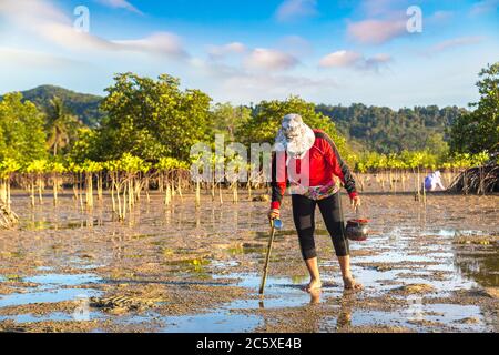 Frau Muscheln geerntet auf Koh Phangan Insel, Thailand an einem Sommertag Stockfoto