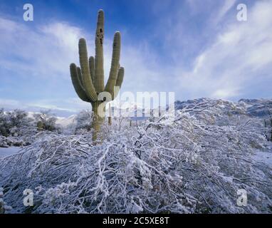 Tucson Mountain Park AZ / JAN EIN Schneesturm in der Wüste beginnt sich über einem reifen Saguaro Kaktus und den Tucson Mountains zu klären, hinter einem Kreosoten-Busch, der eingehüllt ist Stockfoto