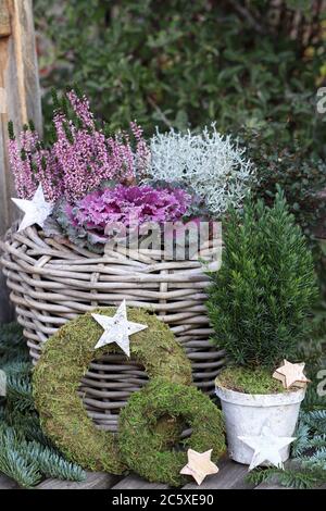 Winter Gartendekoration mit Pflanzen im Korb Stockfoto