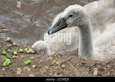 Der mute Schwan, der sich auf Erbsen ernährt - cygnus olor, anatidae, Wasservögel Stockfoto