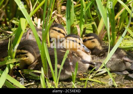 Entenschnecken, die zusammen im Gras, Anas platyrhynchos, Stockard, Wasservögel, Anatidae, Vogel, UK, England, Küken, jung, huddle, Gruppe, Herde, Floß, ga Stockfoto