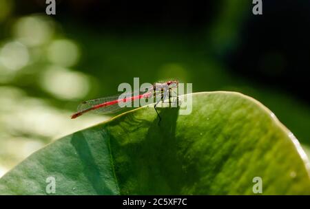 Eine große rote weibliche Damselfliege (UK) am Rand einer Seerose. Stockfoto