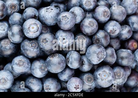 Frische Blaubeeren Hintergrund mit Kopie Platz für Ihren Text. Grenze Design. Vegane und vegetarische Konzept. Makro Textur von blueberry Beeren. Sommer, den er Stockfoto