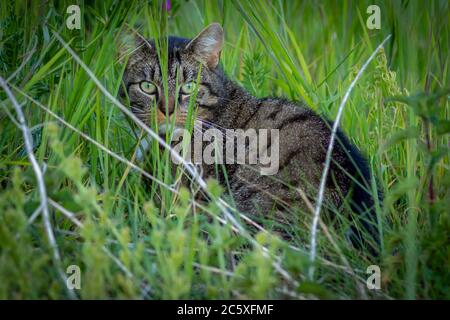 Eine verängstigte und erstaunt wilde streunende Katze zwischen den Grassträngen, die auf die Kamera blickt Stockfoto