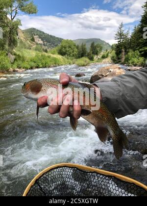 Ein Mann hält eine Regenbogenforelle über einem fließenden Fluss mit Bäumen, Bergen und blauem Himmel im Hintergrund. Er hat den Fisch beim Fischen gefangen. Stockfoto