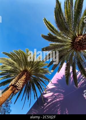 Palmen auf blauem und violettem Hintergrund Stockfoto