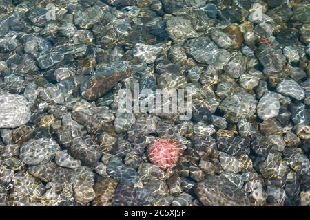 Blick von oben auf felsigen Flussbett unter klarem Süßwasser mit einem Stein, der in verschiedenen Farben aufsticht. Einzigartig mit Kopierbereich Stockfoto