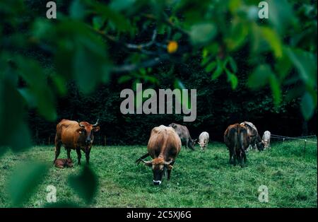 Kühe und Kälber weiden im Wald Stockfoto