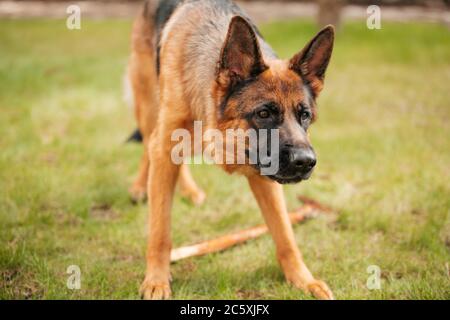 Deutscher Schäferhund spielt auf dem Rasen im Park. Porträt eines reinrassigen Hundes. Stockfoto