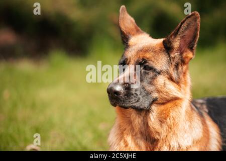 Deutscher Schäferhund spielt auf dem Rasen im Park. Porträt eines reinrassigen Hundes. Stockfoto