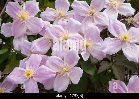 Nahaufnahme von Clematis montana Tetrarose mit vielen rosa Blüten im Frühjahr. Eine Gruppe 1 clematis, die voll winterhart ist. Stockfoto