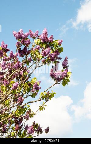 Ansicht von Gemeiner Flieder Syringa vulgaris. Ein sommergrüner großer Strauch oder kleiner Baum, der im Frühjahr bis Frühsommer blüht und voll winterhart ist. Stockfoto