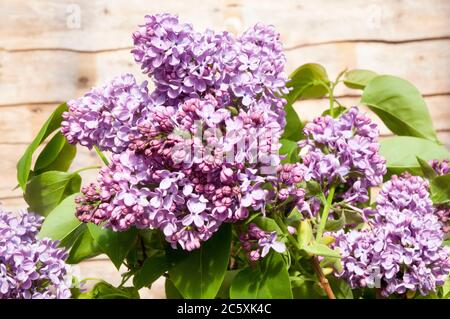 Nahaufnahme von Gemeiner Flieder Syringa vulgaris. Ein sommergrüner großer Strauch oder kleiner Baum, der im Frühjahr bis Frühsommer blüht und voll und ganz winterhart ist. Stockfoto