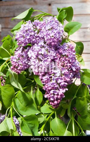 Nahaufnahme von Gemeiner Flieder Syringa vulgaris. Ein sommergrüner großer Strauch oder kleiner Baum, der im Frühjahr bis Frühsommer blüht und voll und ganz winterhart ist. Stockfoto