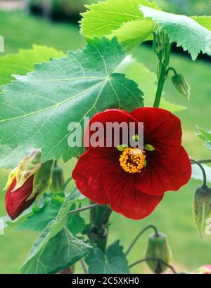 Abutilon 'Nabob', chinesische Laterne, Blume Stockfoto