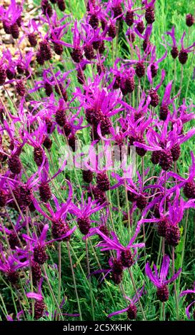 Lavandula stoechas 'Papillon', syn. L. subsp. Pedunculata, Lavendel, aromatisch, Pflanze Stockfoto