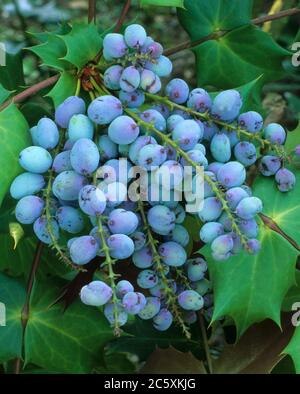 Mahonia Bealei, Mahonia Japonica Bealei Gruppe Stockfoto