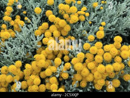 Santolina chamaecyparissus, Cotton Lavender, aromatisch, silbernes Laub Stockfoto