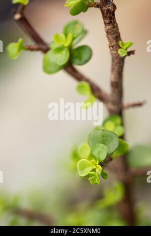 Elefantenbusch (Portulacaria afra), auch bekannt als Zwergjade-Pflanze, Schweinebauch und spekboom, eine kleinblättrige Sukkulente, die in Südafrika beheimatet ist. Stockfoto