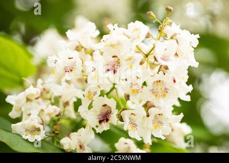 Blumen auf einem Catalpa bignonioides Baum, auch bekannt als südlicher catalpa, Zigarrenkanne und indische Bohnenbaum, heimisch im Südosten der Vereinigten Staaten. Stockfoto