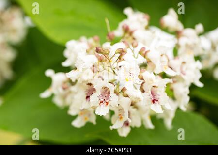 Blumen auf einem Catalpa bignonioides Baum, auch bekannt als südlicher catalpa, Zigarrenkanne und indische Bohnenbaum, heimisch im Südosten der Vereinigten Staaten. Stockfoto