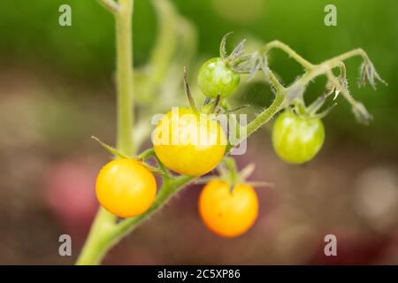 Gelbe und grüne Kirschtomaten (Solanum lycopersicum var. cerasiforme), die auf einer Weinrebe im Sommergarten wachsen. Stockfoto