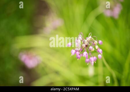 Allium cernuum, auch bekannt als nickende Zwiebel oder Lauch der Dame, in der Familie Amaryllidaceae. Bekannt für seine hübschen Blumen, kann es in der Küche verwendet werden. Stockfoto