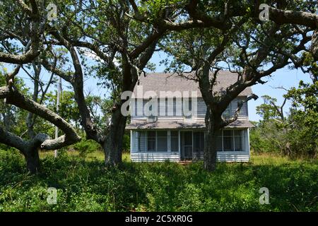 Verdrehte und knorrige lebende Eichen stehen vor einem Wetterhaus in Frisco auf einer der Sperrinseln der Outer Banks. Stockfoto