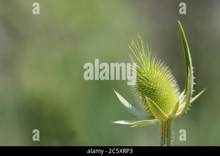 Neue grüne Milchdistel Blume oder Silybum Marianum aus Knospe vor grünem Hintergrund Stockfoto