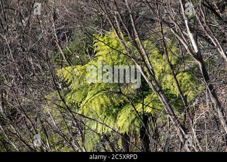 australische Buschfeuer 2020 verbrannte Gebiete des Blue Mountains National Park in NSW, Pflanzenwelt regeneriert sich jetzt, Australien Stockfoto