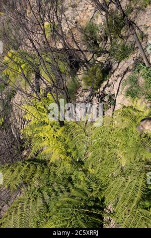 australische Buschfeuer 2020 verbrannte Gebiete des Blue Mountains National Park in NSW, Pflanzenwelt regeneriert sich jetzt, Australien Stockfoto