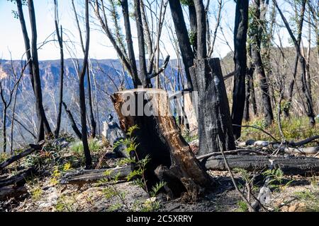 australische Buschfeuer 2020 verbrannte Gebiete des Blue Mountains National Park in NSW, Pflanzenwelt regeneriert sich jetzt, Australien Stockfoto