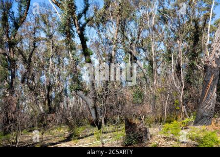 australische Buschfeuer 2020 verbrannte Gebiete des Blue Mountains National Park in NSW, Pflanzenwelt regeneriert sich jetzt, Australien Stockfoto