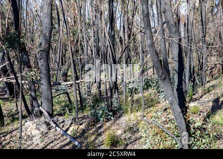 australische Buschfeuer 2020 verbrannte Gebiete des Blue Mountains National Park in NSW, Pflanzenwelt regeneriert sich jetzt, Australien Stockfoto