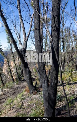 australische Buschfeuer 2020 verbrannte Gebiete des Blue Mountains National Park in NSW, Pflanzenwelt regeneriert sich jetzt, Australien Stockfoto