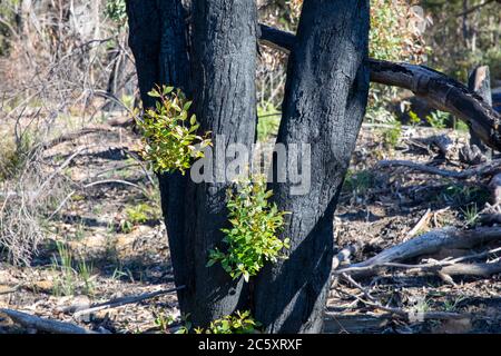 australische Buschfeuer 2020 verbrannte Gebiete des Blue Mountains National Park in NSW, Pflanzenwelt regeneriert sich jetzt, Australien Stockfoto