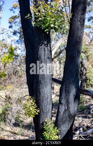 australische Buschfeuer 2020 verbrannte Gebiete des Blue Mountains National Park in NSW, Pflanzenwelt regeneriert sich jetzt, Australien Stockfoto