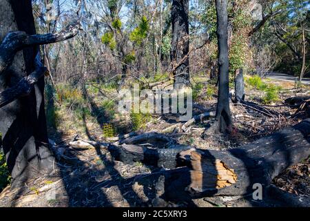 australische Buschfeuer 2020 verbrannte Gebiete des Blue Mountains National Park in NSW, Pflanzenwelt regeneriert sich jetzt, Australien Stockfoto