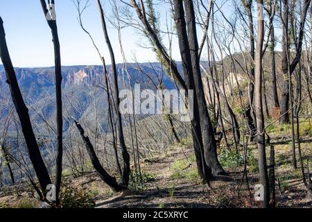 australische Buschfeuer 2020 verbrannte Gebiete des Blue Mountains National Park in NSW, Pflanzenwelt regeneriert sich jetzt, Australien Stockfoto