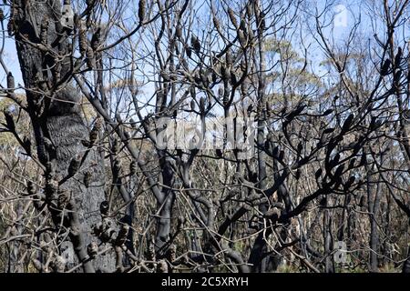 australische Buschfeuer 2020 verbrannte Gebiete des Blue Mountains National Park in NSW, Pflanzenwelt regeneriert sich jetzt, Australien Stockfoto