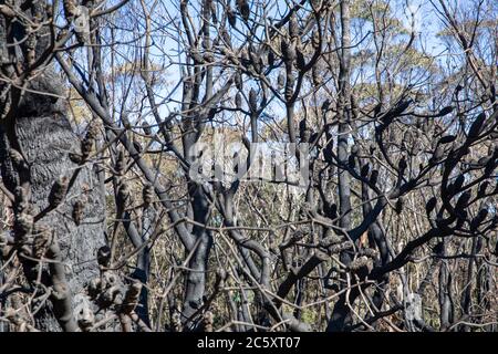 australische Buschfeuer 2020 verbrannte Gebiete des Blue Mountains National Park in NSW, Pflanzenwelt regeneriert sich jetzt, Australien Stockfoto