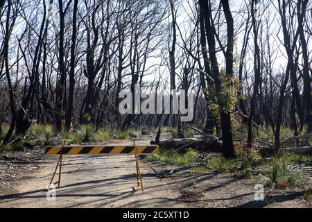 australische Buschfeuer 2020 verbrannte Gebiete des Blue Mountains National Park in NSW, Pflanzenwelt regeneriert sich jetzt, Australien Stockfoto