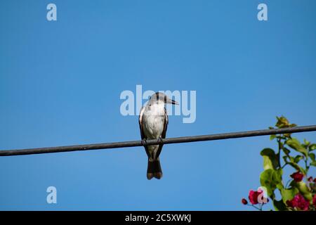 Schwarz und weiß Grauer Vogel mit Gesicht zur Seite auf einem Draht oder Stromleitung vor dem Hintergrund eines blauen Himmels und einer verschwommenen Pflanze sitzen. Stockfoto