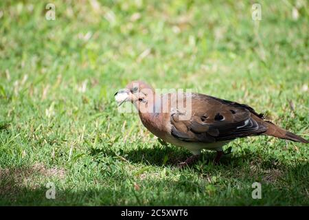 Seitenansicht der zenaida Taube auf grünem Gras. Vogel hat ein Stück Brot im Mund zwischen Schnabel, während das Essen zu essen. Stockfoto