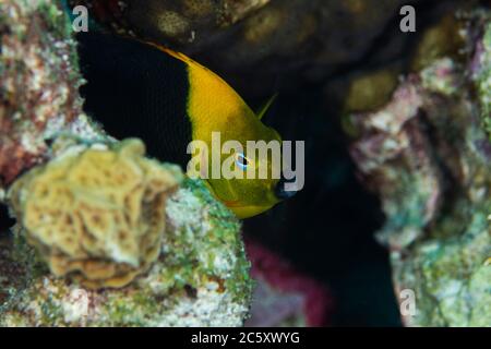 Ein Felsenschönheit Angelfisch, Chaetodon capistratus, am Riff in Bonaire, Niederlande. Holacanthus tricolor Stockfoto