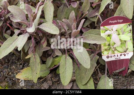 Lila Salbei Pflanze im Boden in Issaquah, Washington, USA Stockfoto