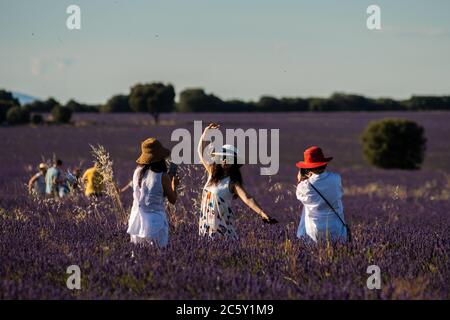 Brihuega, Guadalajara, Spanien. Juli 2020. Asiatische Touristen fotografieren in einem Lavendelfeld bei Sonnenuntergang in der Nähe des Dorfes Brihuega, einer der größten Lavendelplantagen in Spanien, die in den kommenden Tagen geerntet werden. Quelle: Marcos del Mazo/Alamy Live News Stockfoto