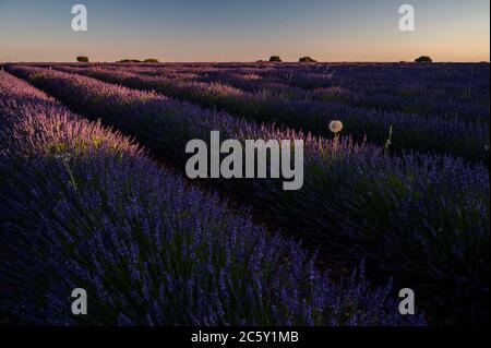 Brihuega, Guadalajara, Spanien. Juli 2020. Lavendelfeld bei Sonnenuntergang in der Nähe des Dorfes Brihuega, einer der größten Lavendelplantagen in Spanien, die in den kommenden Tagen geerntet werden. Quelle: Marcos del Mazo/Alamy Live News Stockfoto