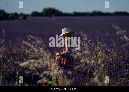 Brihuega, Guadalajara, Spanien. Juli 2020. Ein Tourist, der ein Lavendelfeld während des Sonnenuntergangs in der Nähe des Dorfes Brihuega besucht, eine der größten Lavendelplantagen in Spanien, die in den kommenden Tagen geerntet werden. Quelle: Marcos del Mazo/Alamy Live News Stockfoto